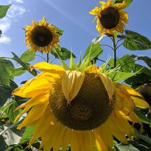 Meet your Posher, Linsey